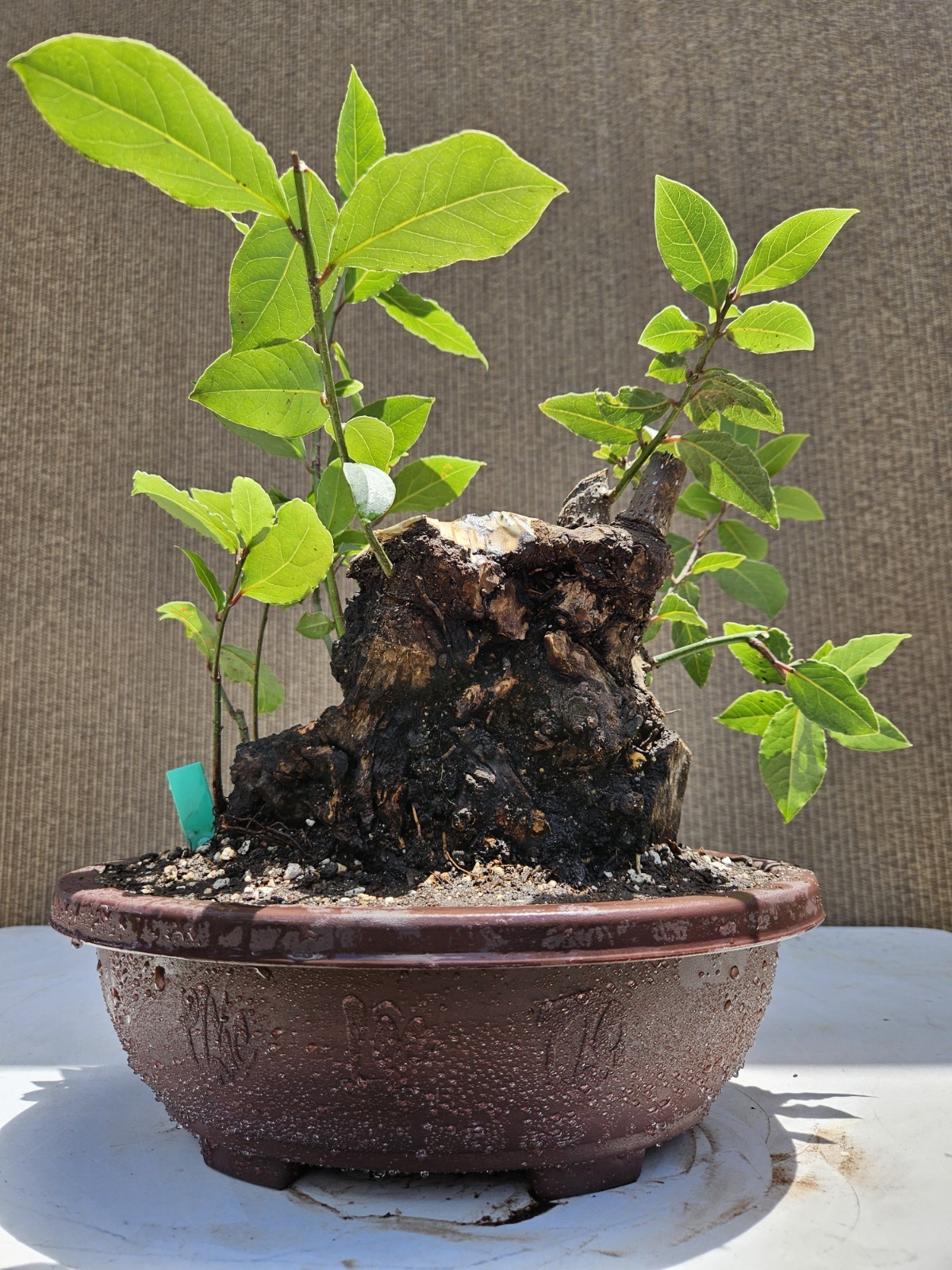 Old Sweet Bay Leaf ( Bay Laurel ) Bonsai Tree,,, SALE