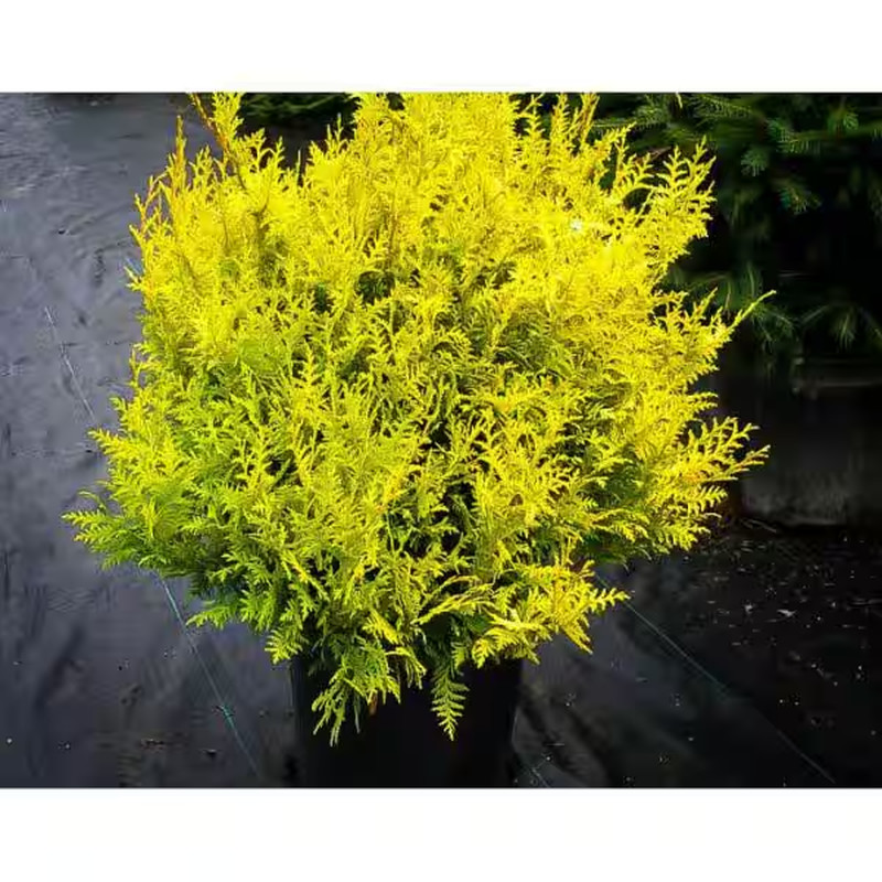 1 Gal. Kings Gold Threadbranch Cypress Shrub Brings Rich, Permanent Color to Any