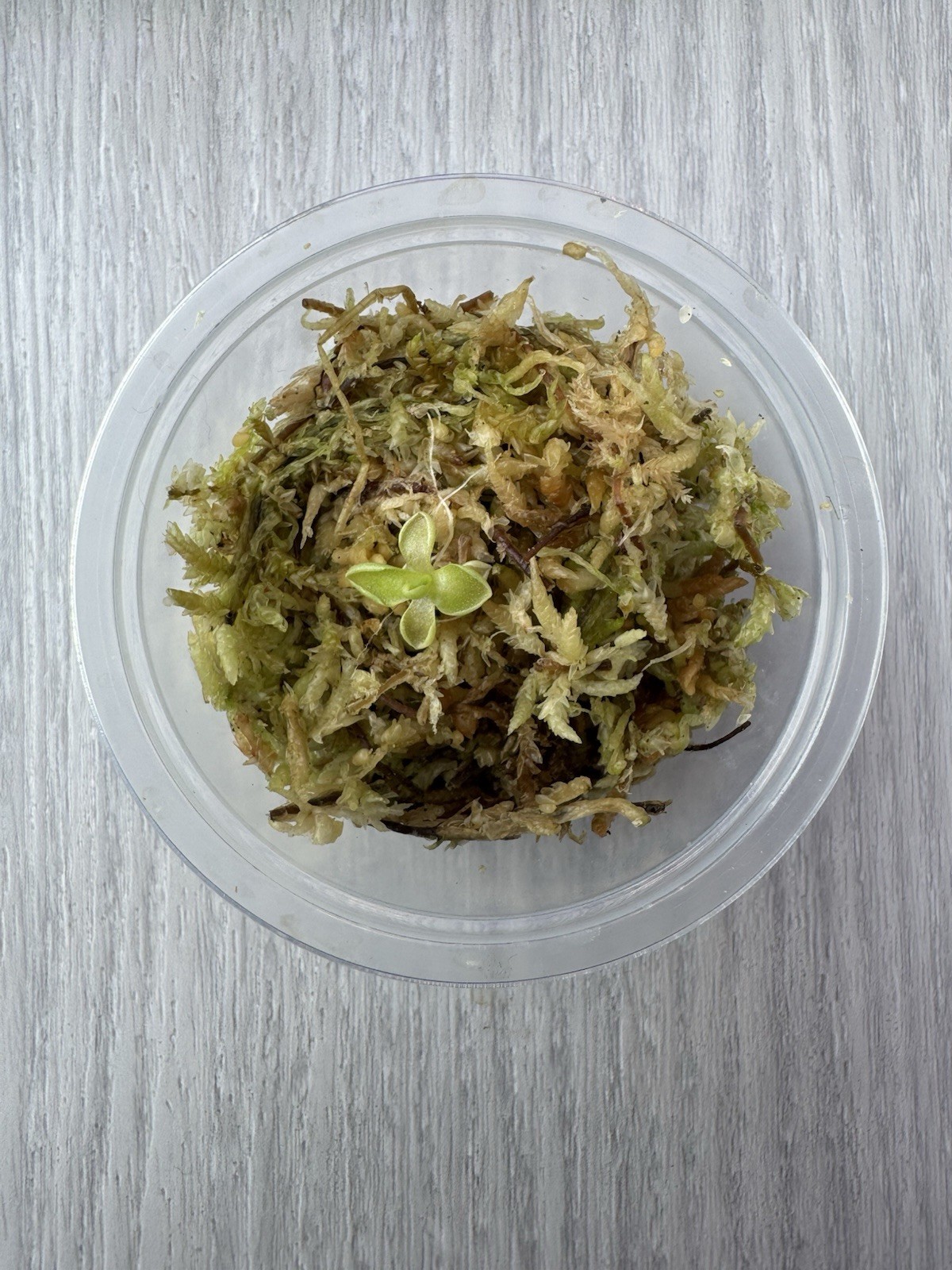 Butterwort – Pinguicula ‘Estrellita’ – Carnivorous Plant Start Propagation Kit