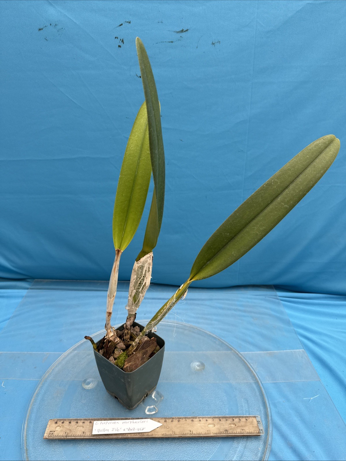 Cattleya purpurata Werkhauseri ‘Valley Isle’ X ‘AWZ USA’ Orchid Species 4” Pot