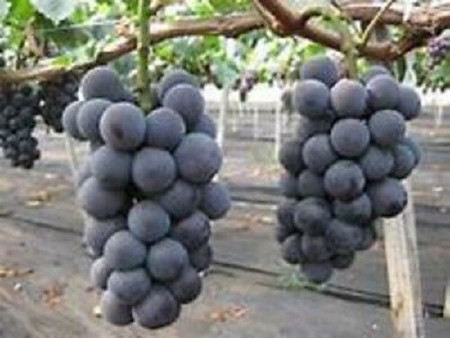 Kyoho grape- 5 cuttings, no roots