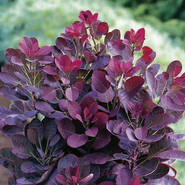 ROYAL PURPLE SMOKE TREE Cotinus coggygria ‘Royal Purple’ 10 UNROOTED CUTTINGS