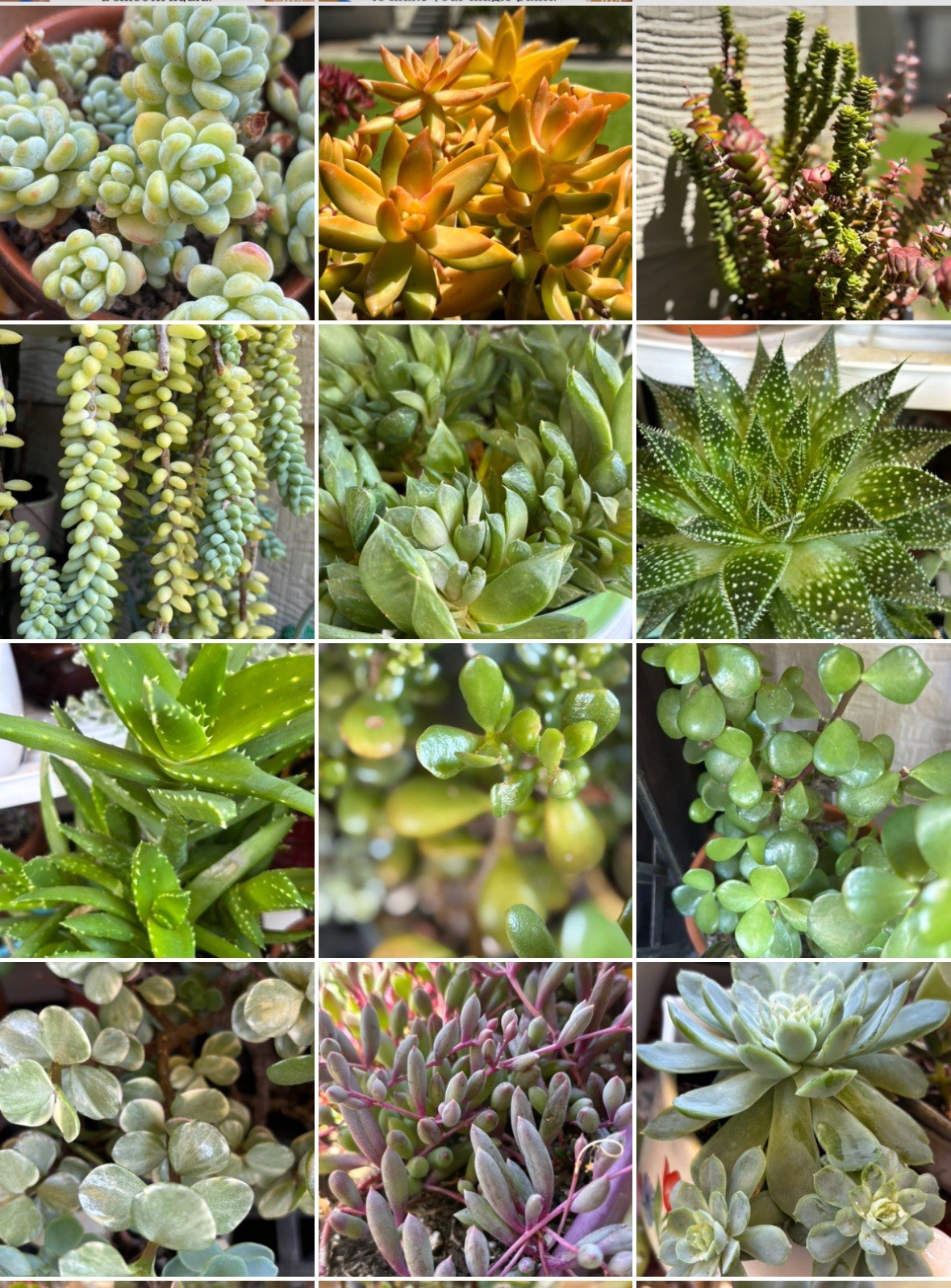 Succulent Cuttings Assorted 25 Beginner Colorful