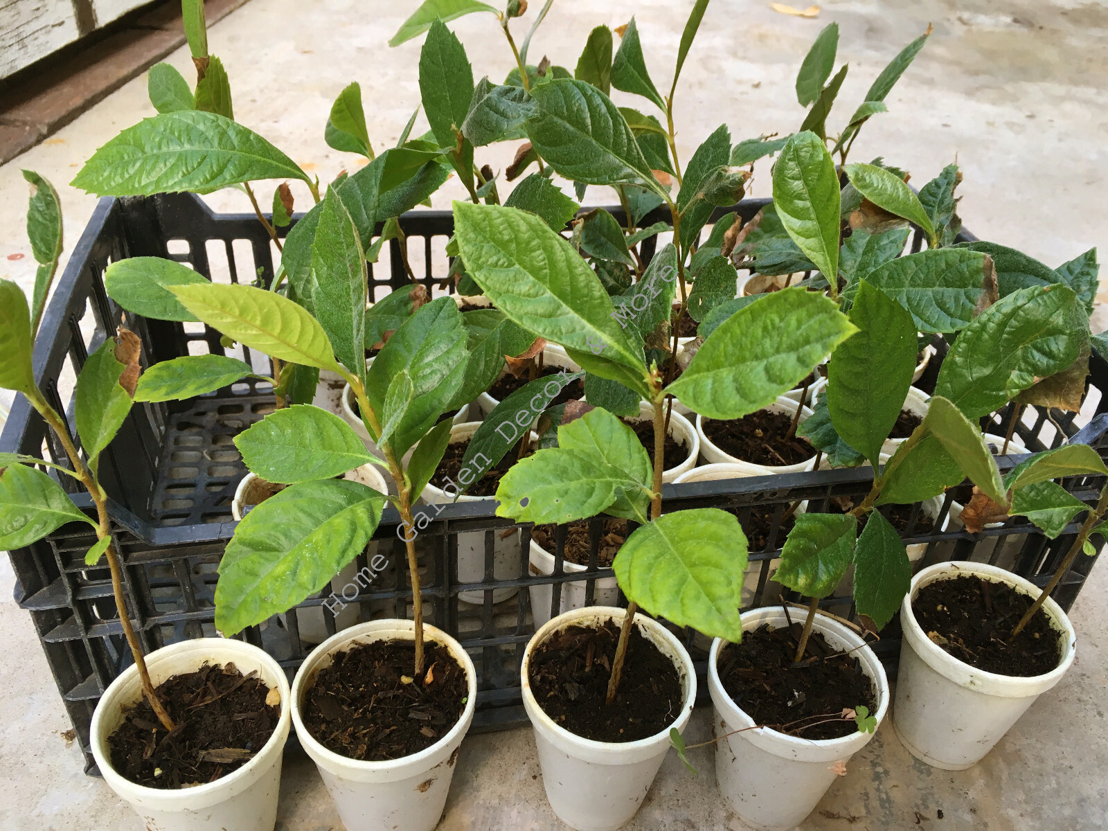 Tropical Japanese Chinese Plum BIG JIM Golden Loquat Fruit Tree Rooted Plants