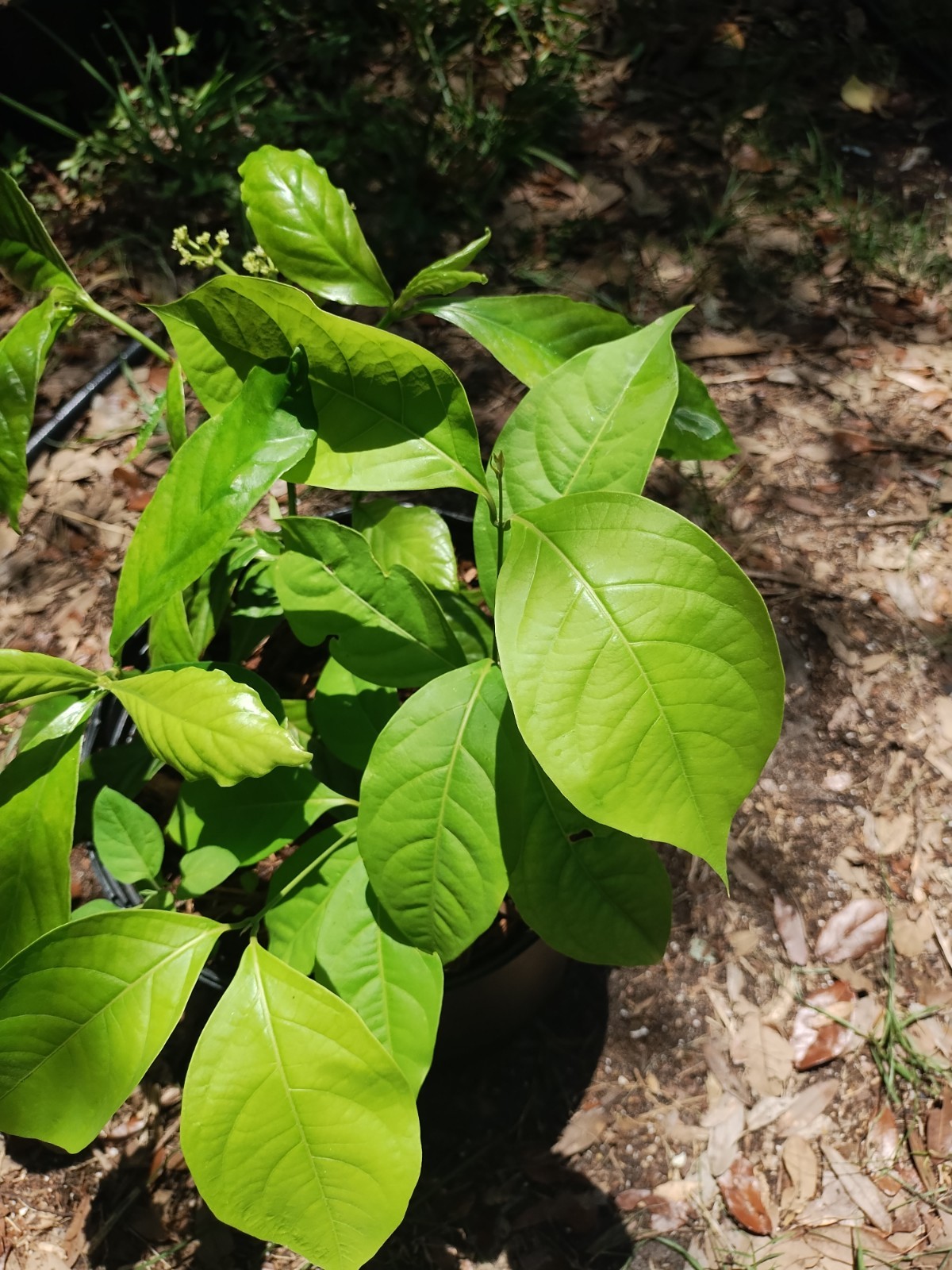 2 Plant Combo South American Psychotria V. And B. Caapi Plant In Same Pot # 1