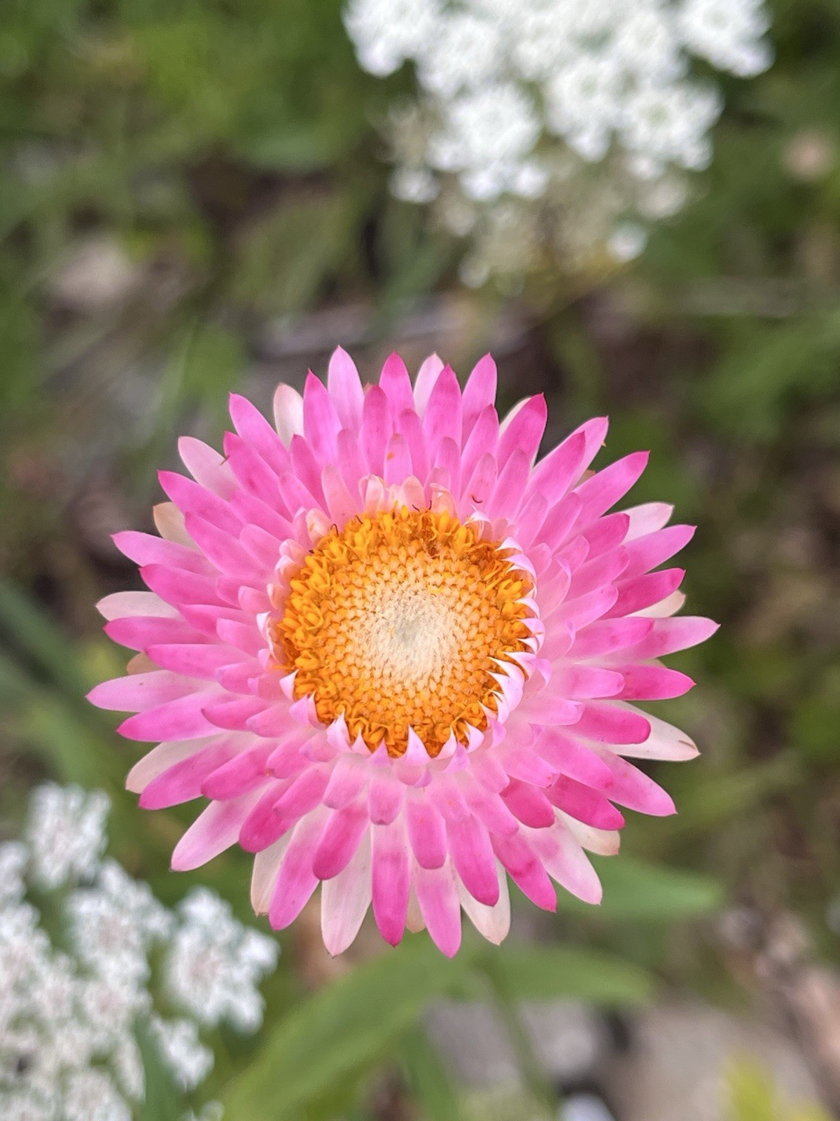 Garden Start Seed Variety Packs (PNW Native, Rare Exotic)