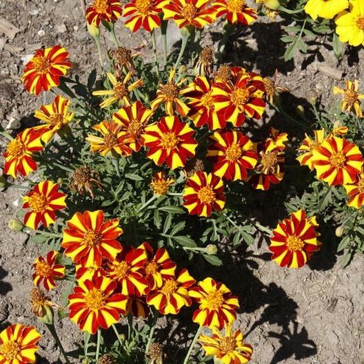 French Marigold COURT JESTER Harlequin Tall Beneficial Plant Non-GMO 100 Seeds!