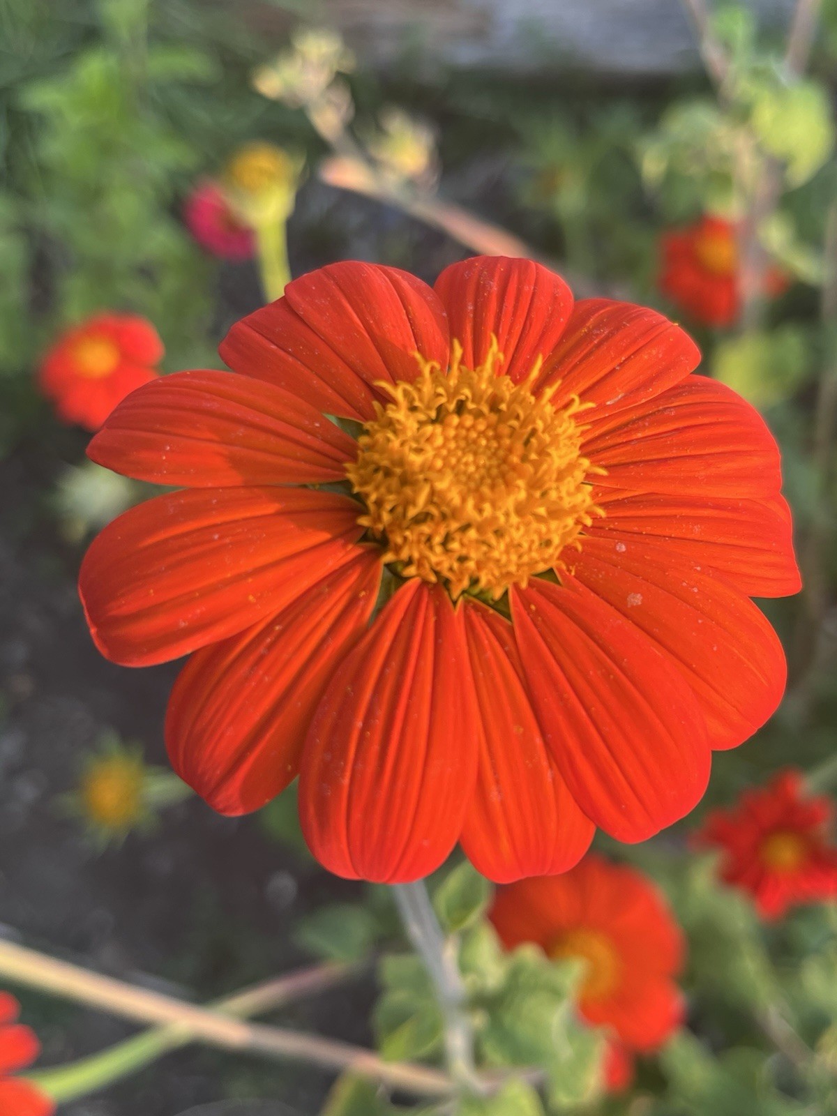 Garden Start Seed Variety Packs (PNW Native, Rare Exotic)