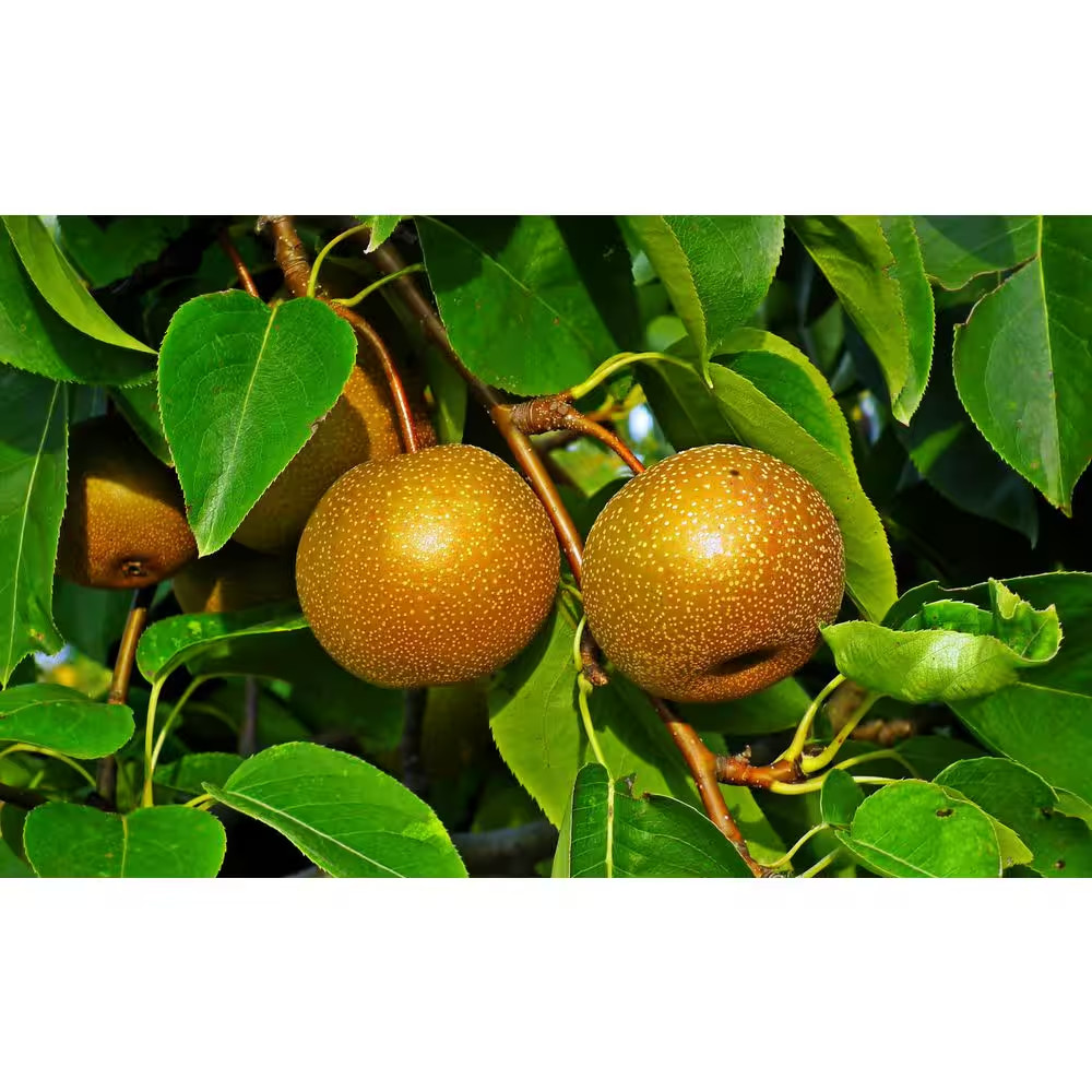 Dwarf Hosui Asian Pear Tree Bare Root