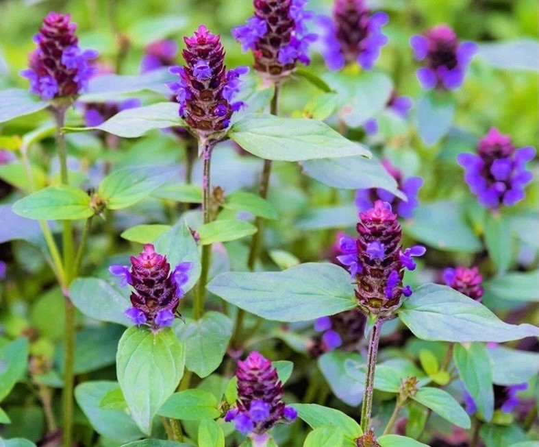 1 Well Rooted Prunella Vulgaris, Heal All, Self heal, xia ku cao (夏枯草)