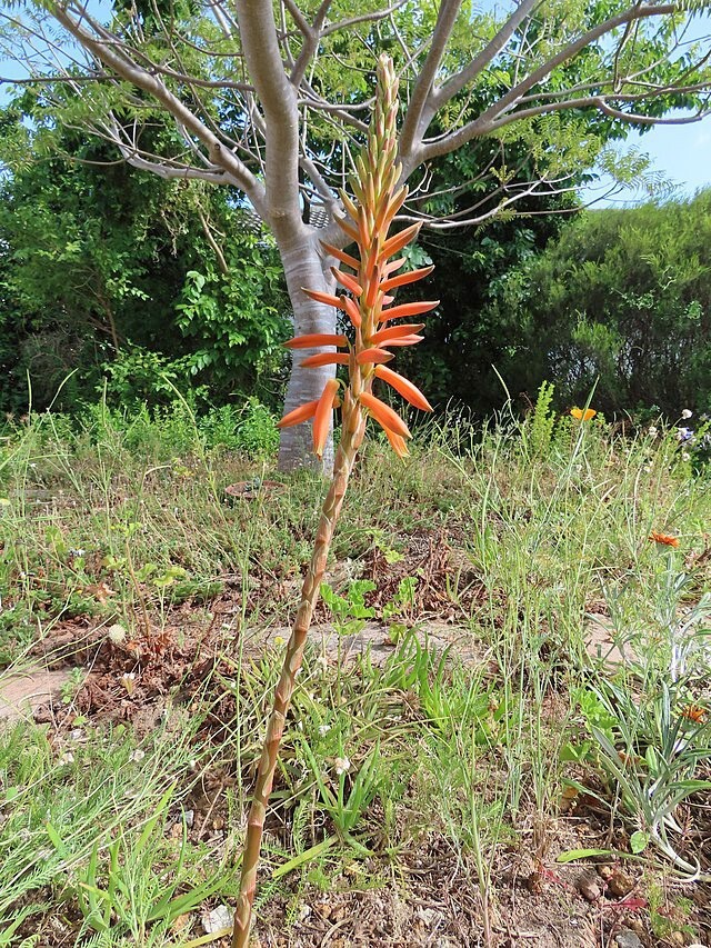 Aloe brevifolia | Short-Leaved Aloe | 10 Seeds