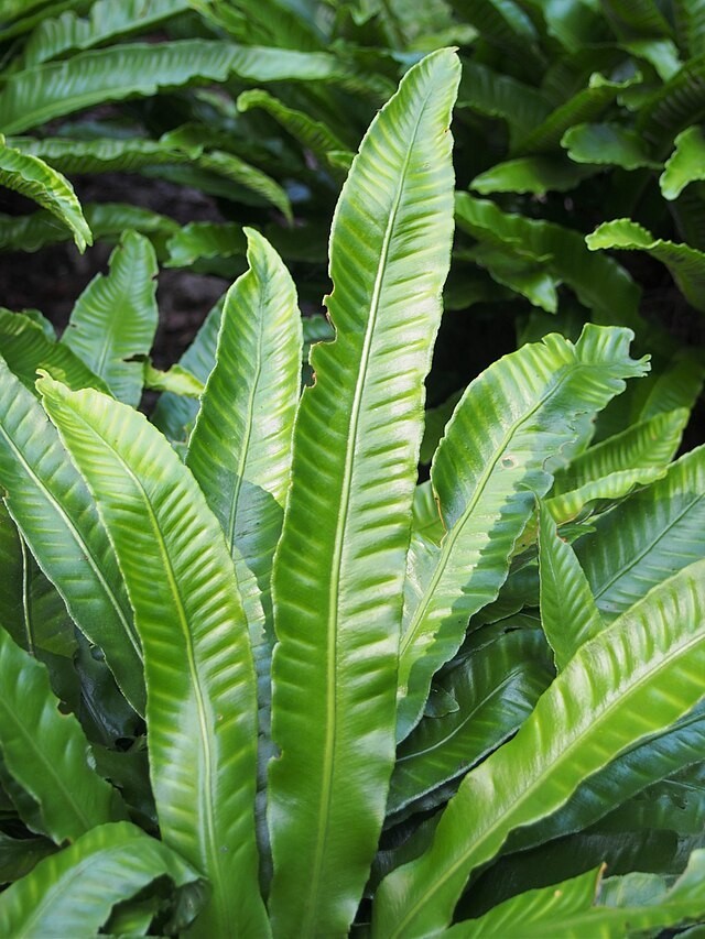 Asplenium scolopendrium | Hart’s Tongue Fern | 50 Spores