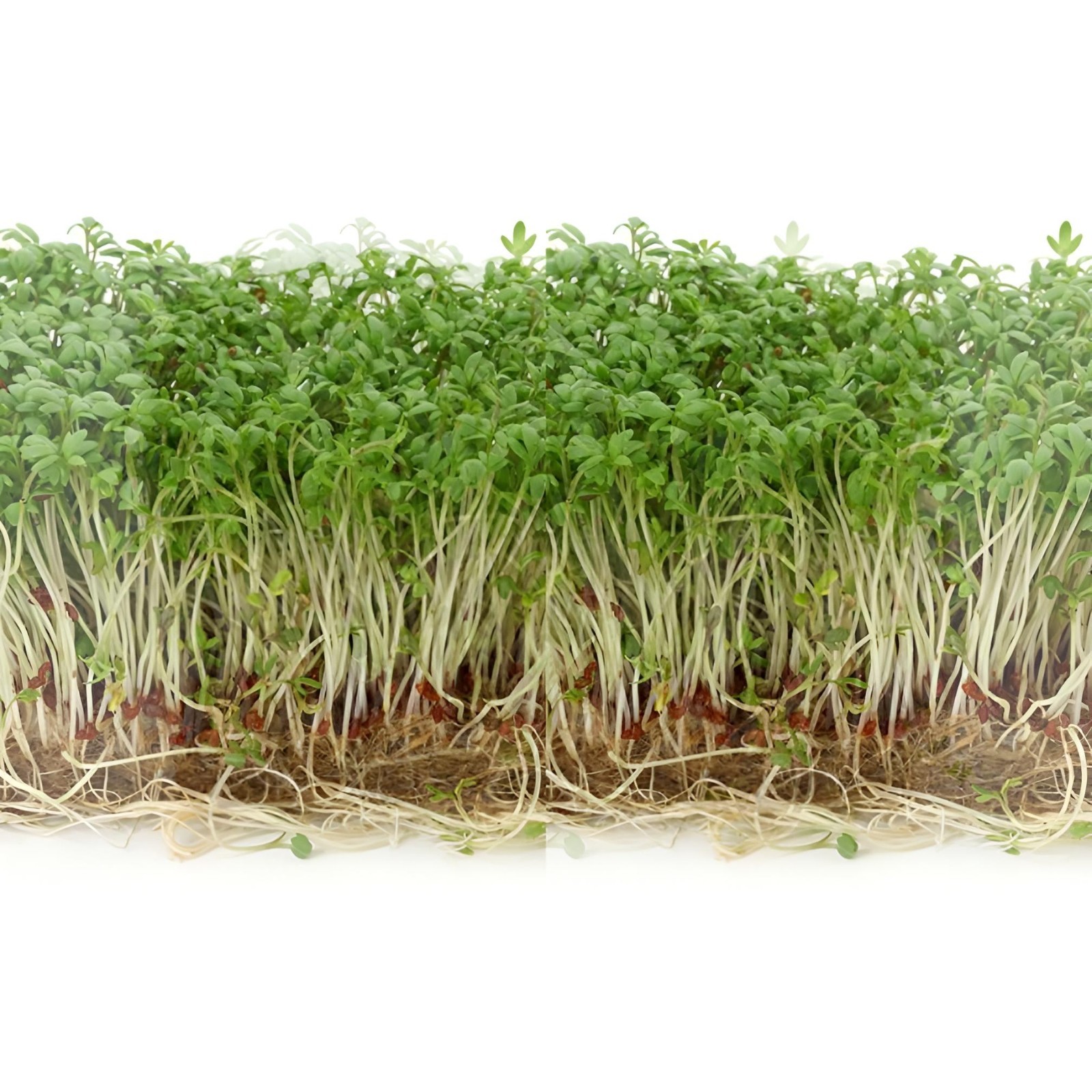 1500 Curled Cress, Peppergrass, ~ FREE SHIPPING