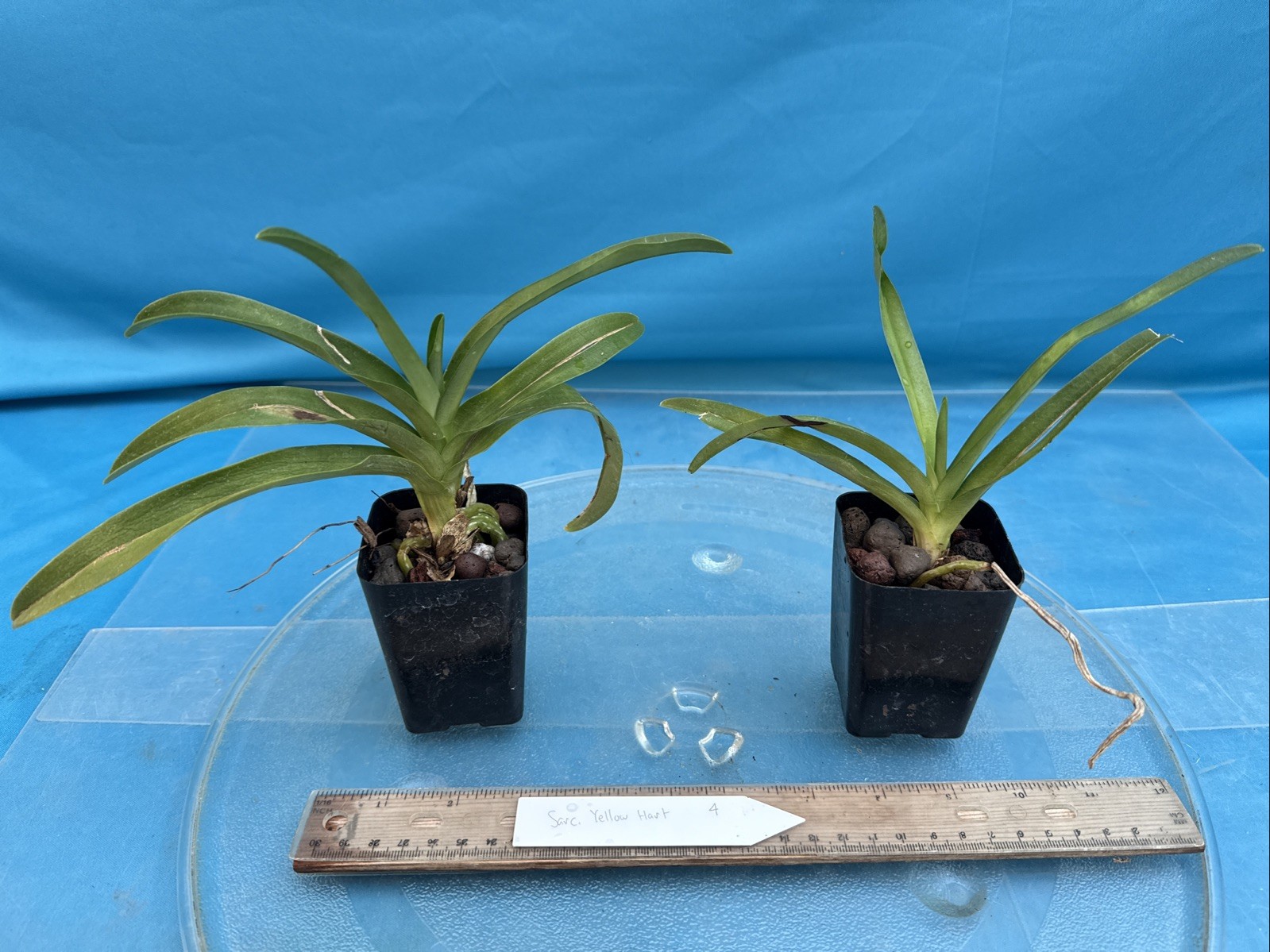 Sarcochilus Yellow Hart Yellow White Orchid Hybrid NEW DIVISIONS 2” Pot (CJ4)