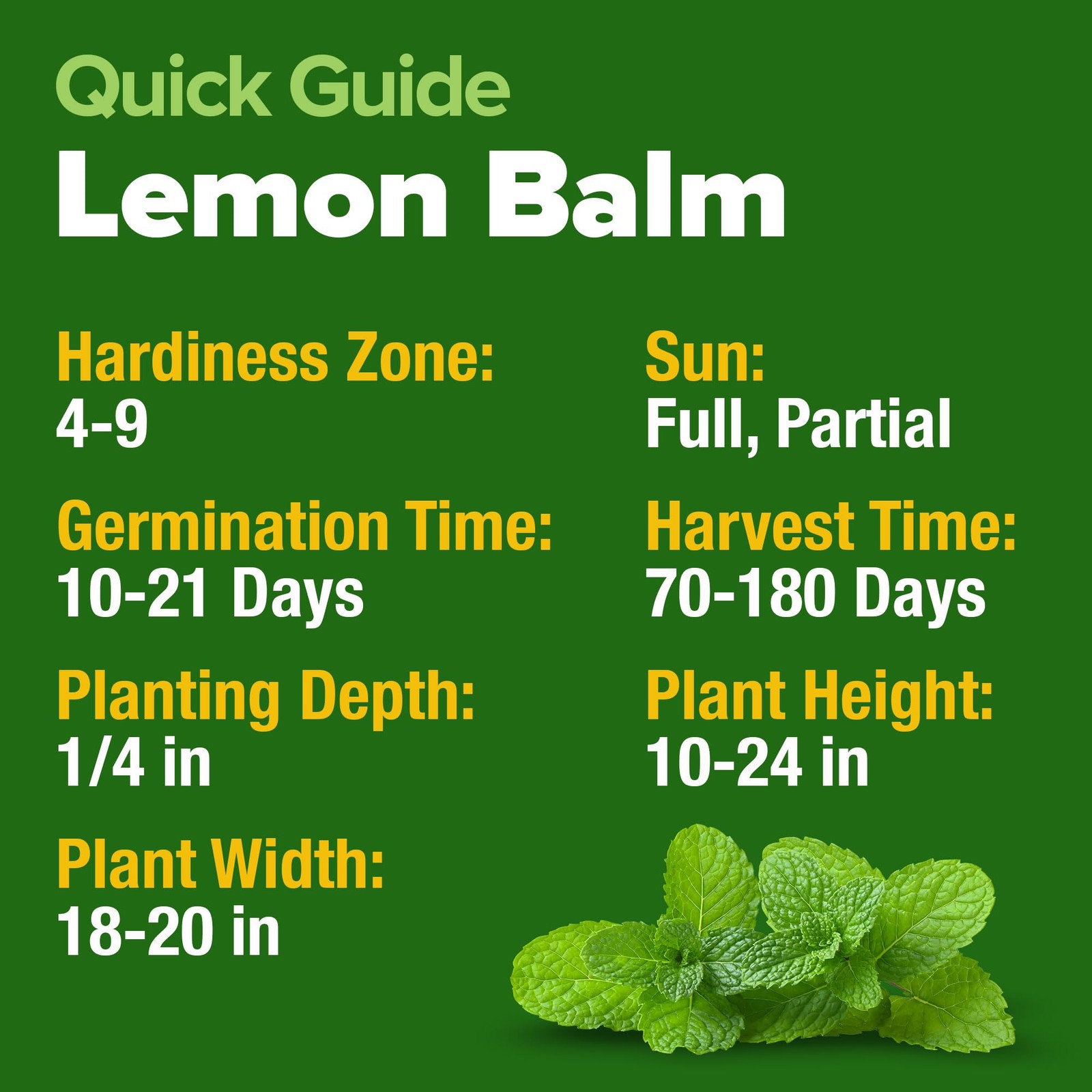 HOME GROWN Non GMO Lemon Balm Seed Pack – 403 Non-GMO USA 1-Pack, Green