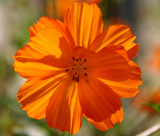 COSMOS SULPHUR ORANGE DWARF Cosmos Sulphureus – 1,000 Bulk Seeds