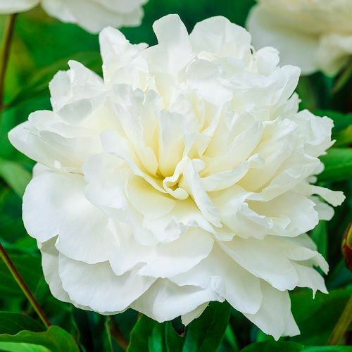 Supreme Yellow Itoh Bartzella Peony Lg. Root, Spectacular Blooms.Check Our Store