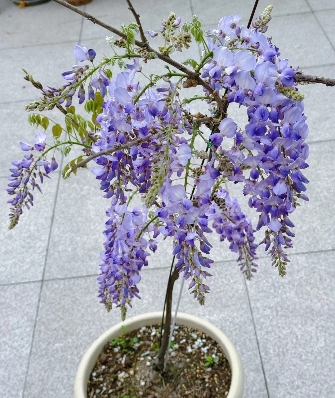 Purple Wisteria Climbing Vine Sapling, Fragrant Landscape Plant, Bare Root