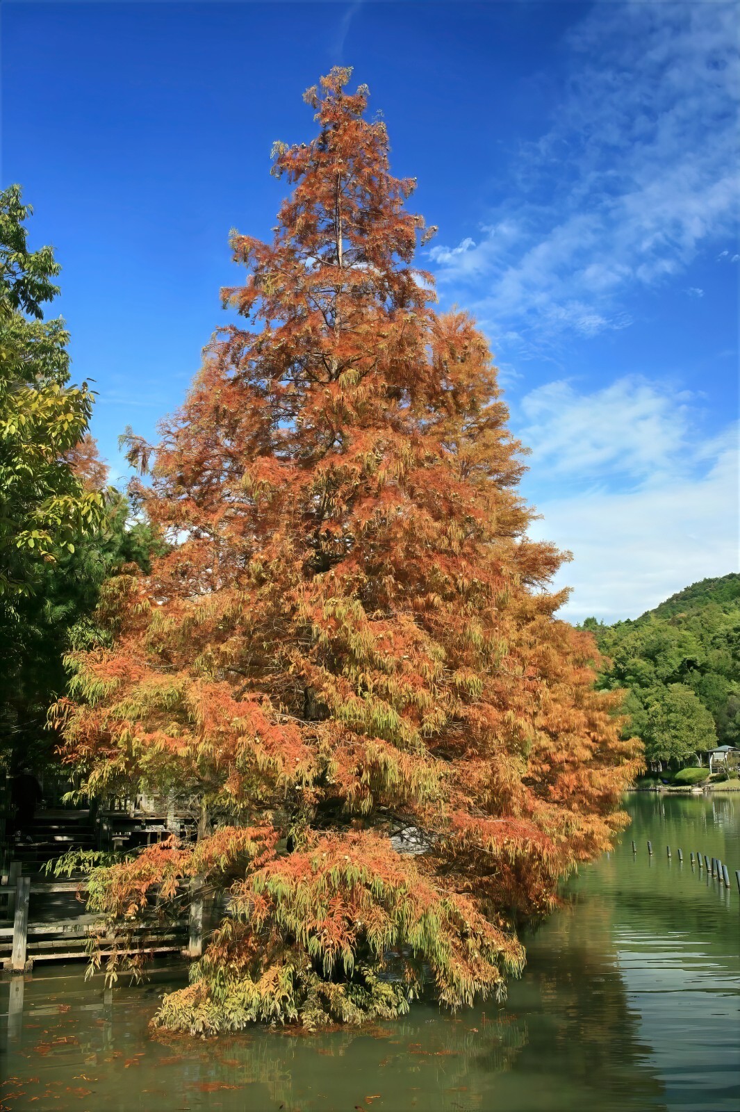 Dawn Redwood Tree Seeds (Metasequoia glyptostroboides) Fast Hardy Bonsai Plant
