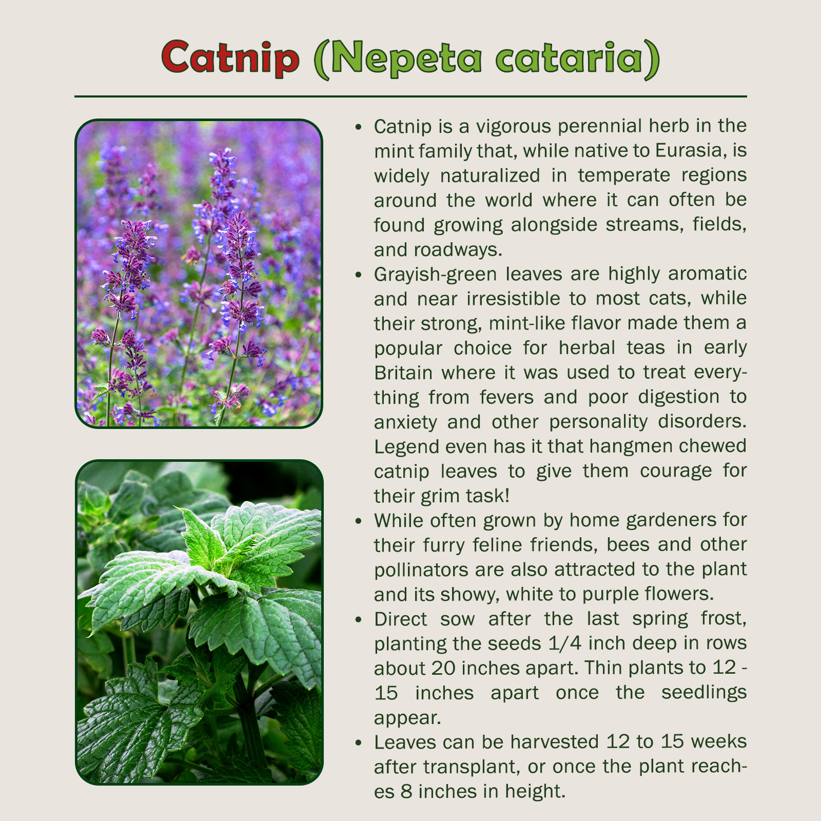 500 Catnip Seeds, Nepeta cataria, Herb, Pollinator Attractor, Kitty’s Favorite!