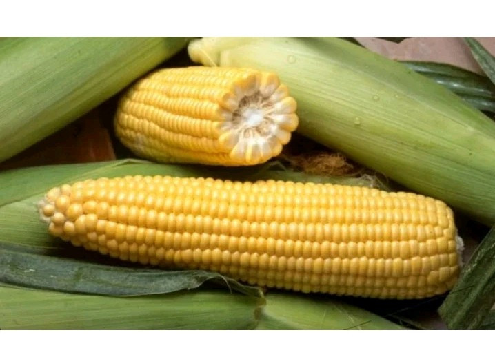 40 Golden Cross Bantam Sweet Corn Seed – Hybrid Maize 85 Days 8″ Ears