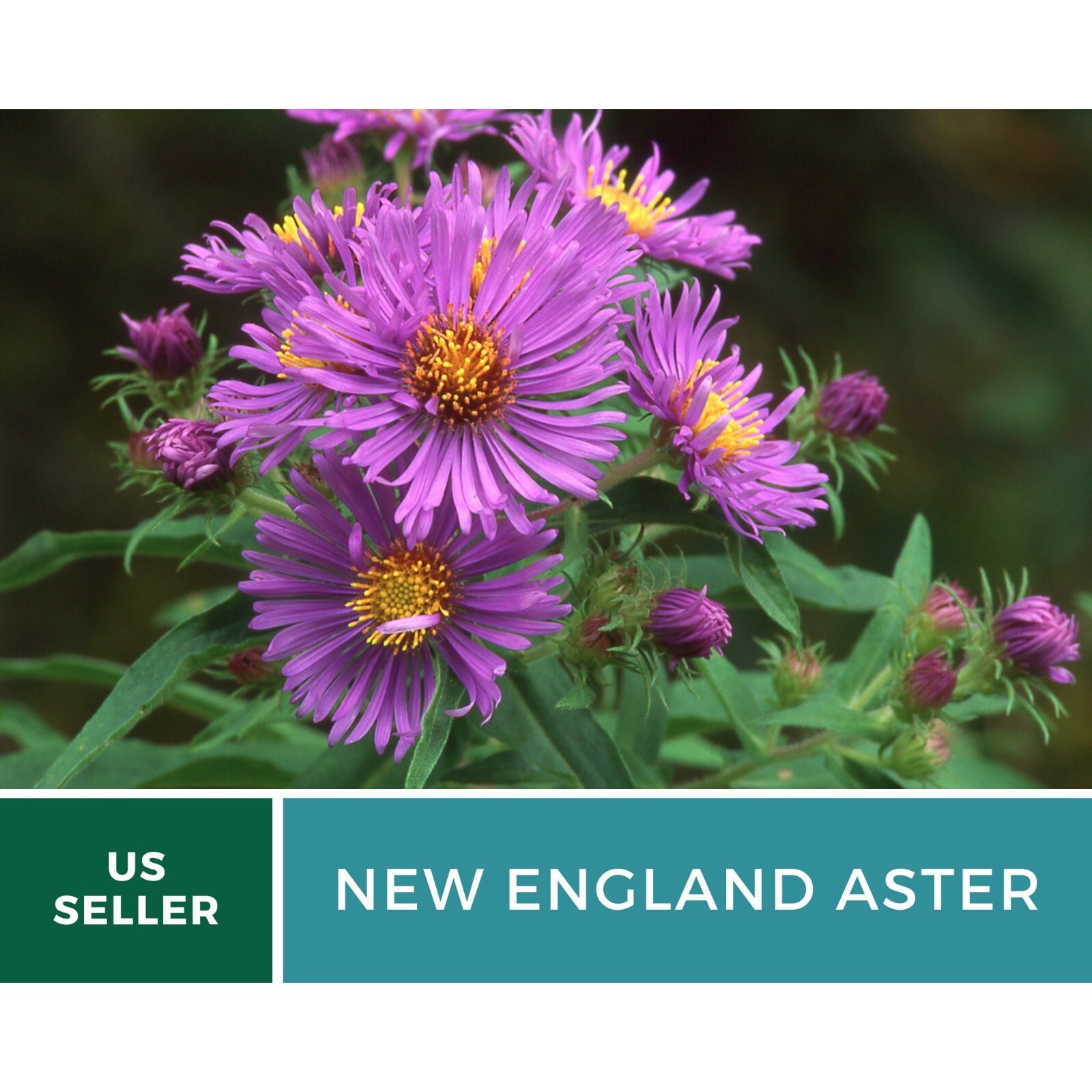 Aster, New England – 200 Seeds – Easy to Grow (Aster novae-angliae)