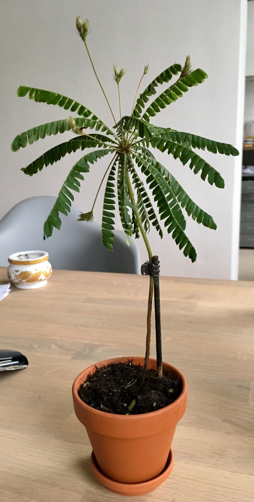 20 FRESH Biophytum Sensitivum Seeds, MOVING PLANT, rare sensitive plant seeds