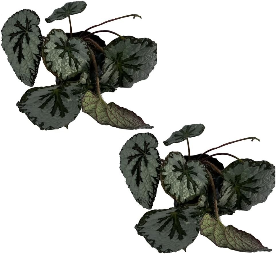 Begonia 2 (Pack of 2) by LEAL PLANTS ECUADOR | Begonia Masoniana Iron Cross