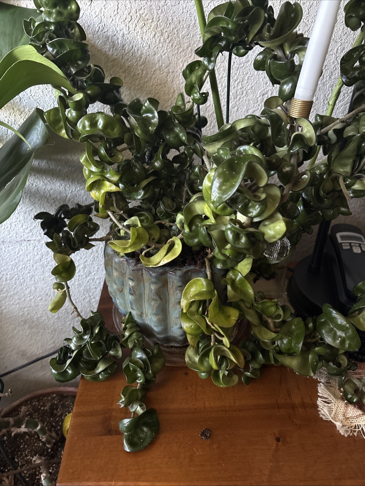 Propagated Plants, Hoya Hindu Rope Plant