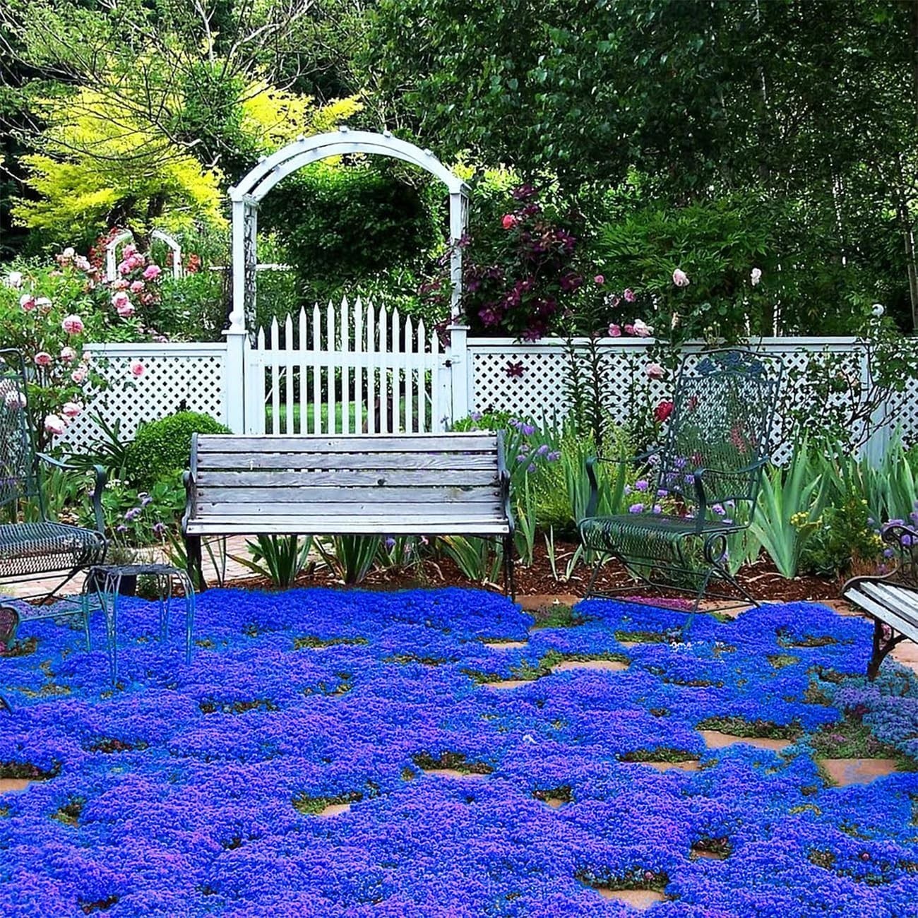20000+ Magic Blue Creeping Thyme Seeds for Planting Ground Cover Plants Brown