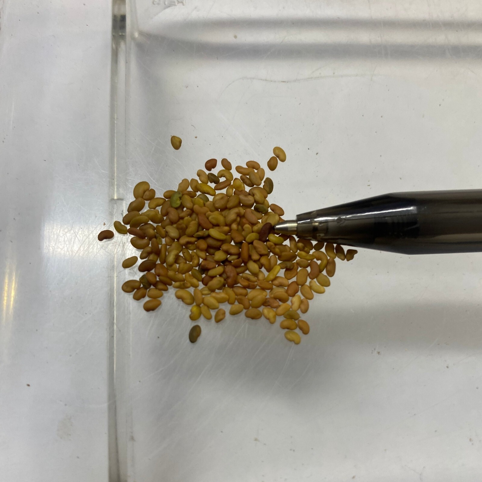Medicago sativa | Alfalfa | 50 Seeds