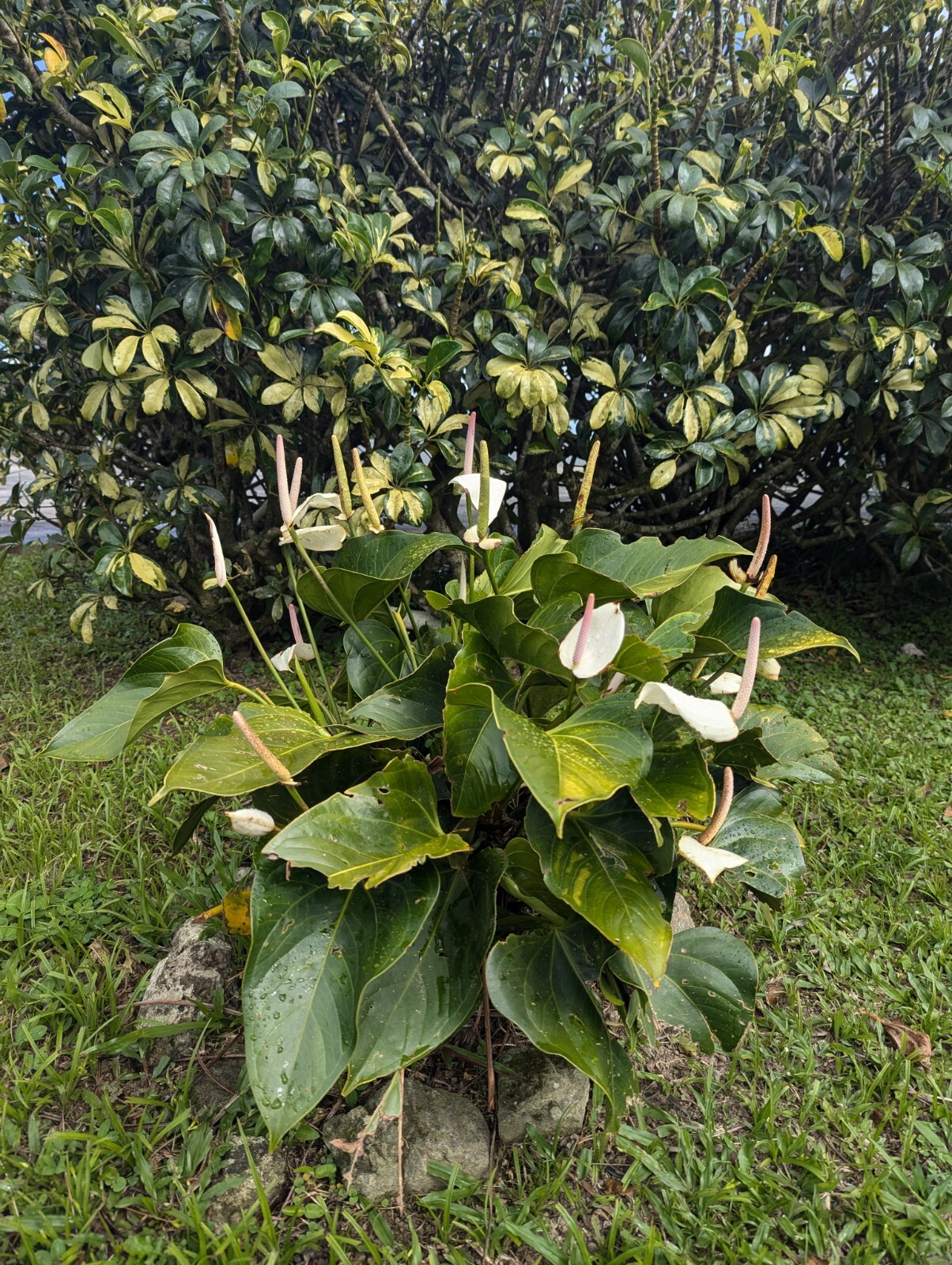 LIVE Bare cut : WHITE Anthurium Exotic Tropical Andraeanum year round flowering
