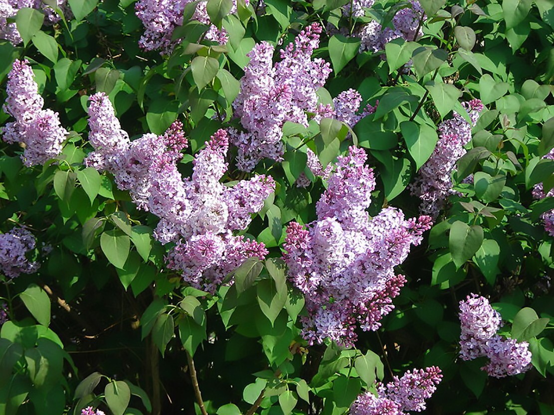 French Lilac, Syringa vulgaris, Shrub Seeds