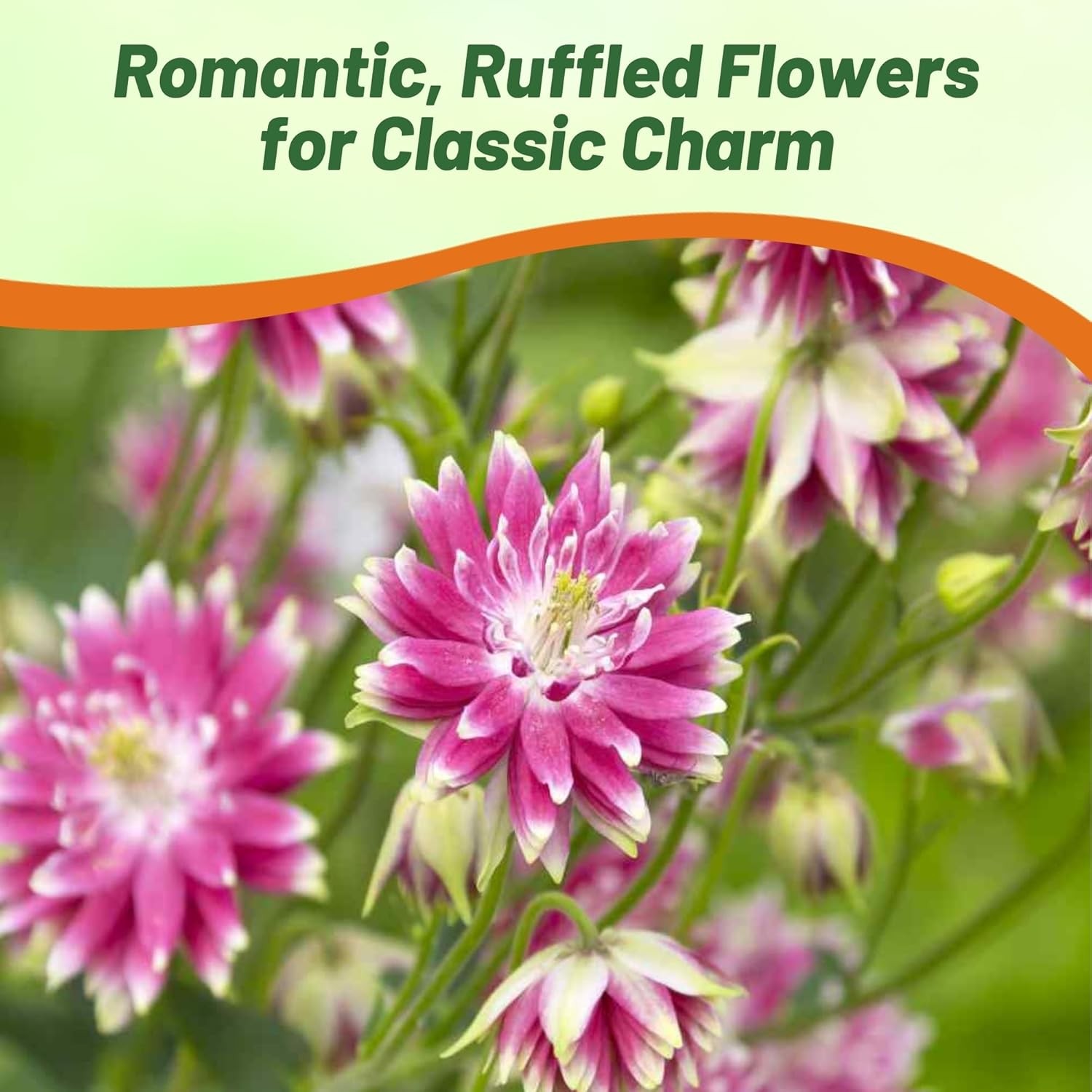 1000 Seeds Columbine Seed – Aquilegia Vulgaris Nora Barlow Flower Seeds