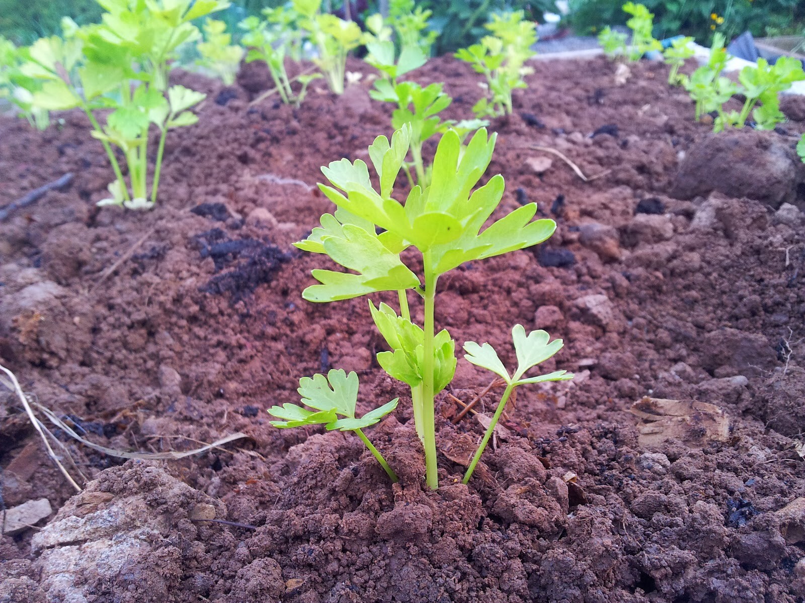 1000+TALL UTAH CELERY Seeds Organic Heirloom Vegetable Summer Garden Container