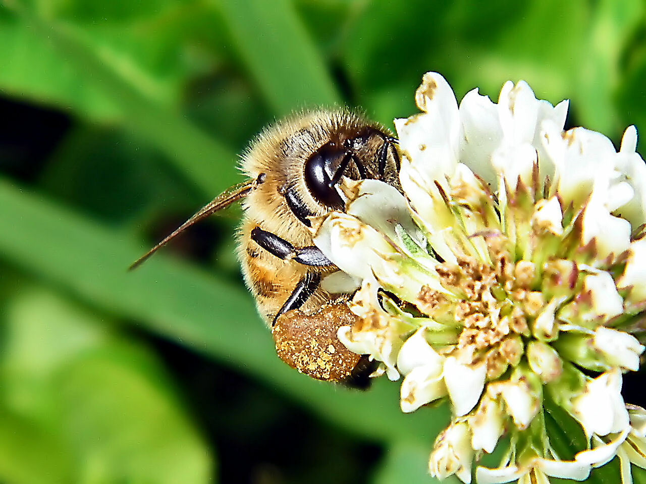 White Dutch Clover seed. Stabilize soil Nitrogen, Feed Bees! Winter hardy lawn!