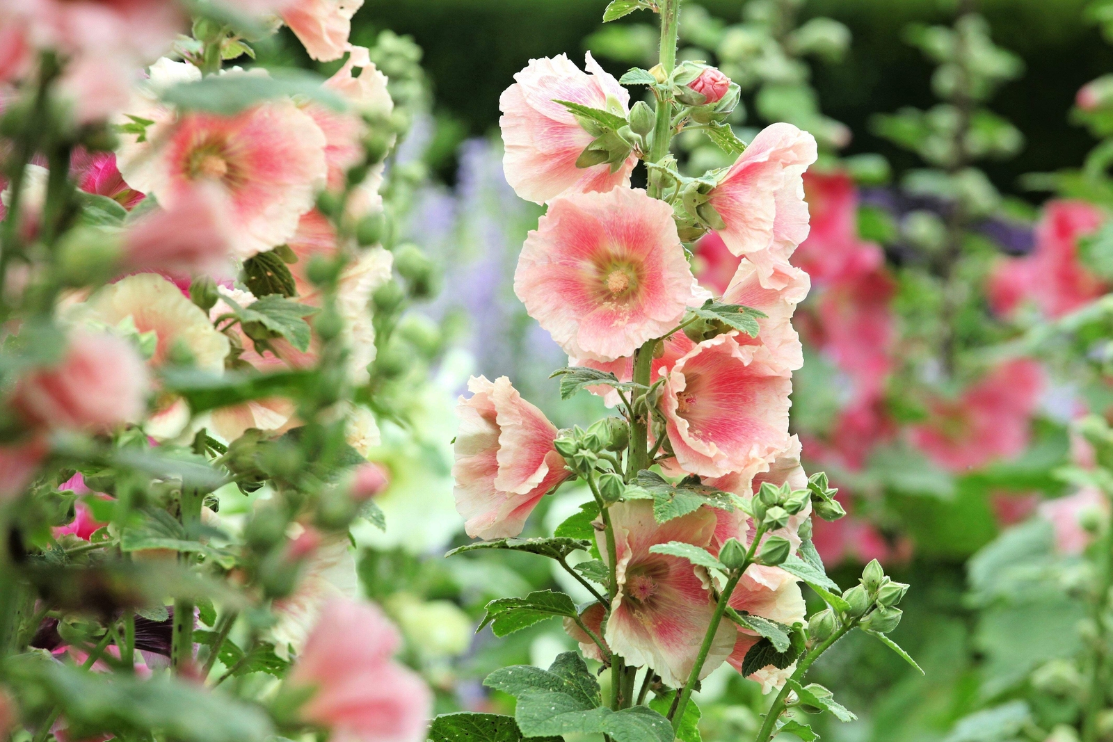 25 PEACH HOLLYHOCK Alcea Rosea Flower Seeds Perennial *Flat S/H