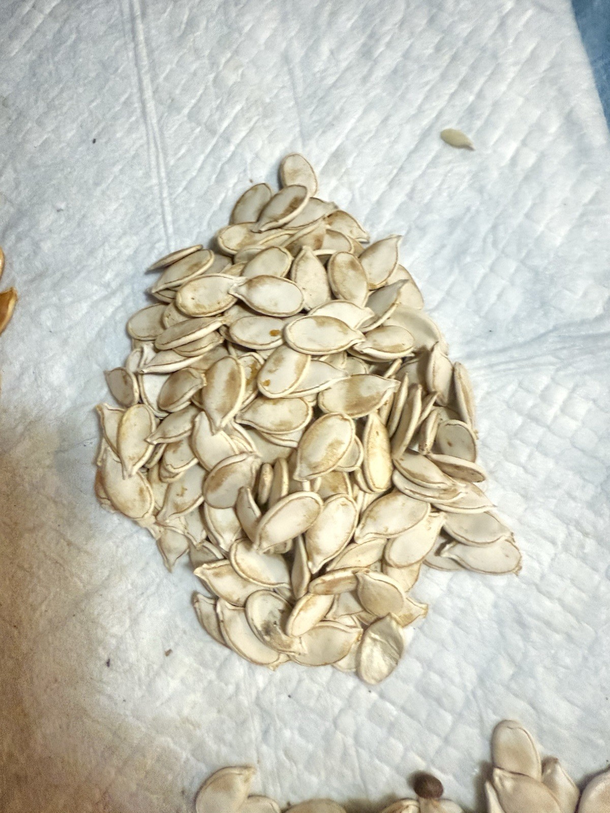 Dill’s Atlantic Giant Pumpkin Seeds 2 seeds for $25.00 )Howard Dill Winner.