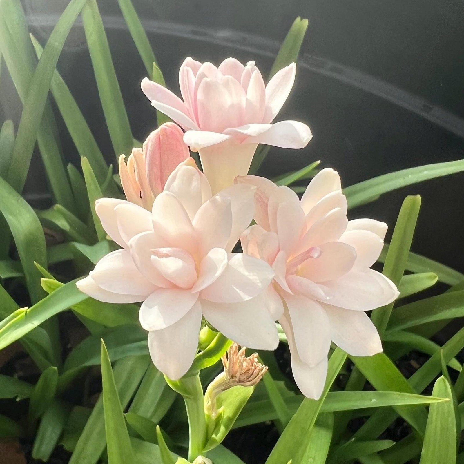 PINK PARFAIT Double Polianthes Tuberose Bulbs – Top Size – US Seller