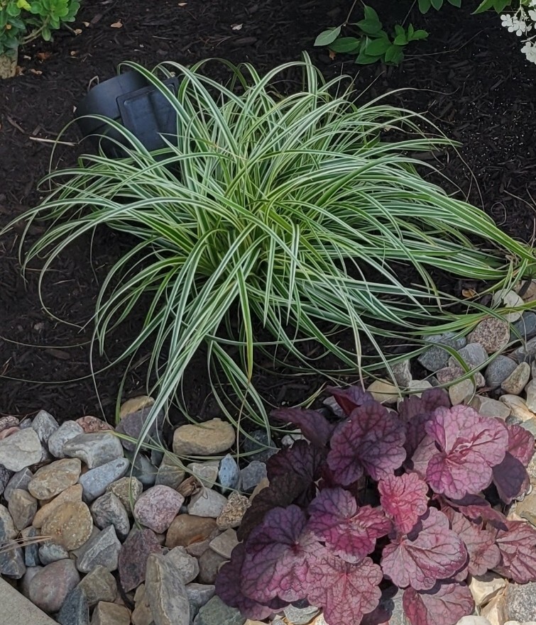 Feather Fall Sedge Carex Grass Evergreen Mutlicolor & Texture Modern Landscape