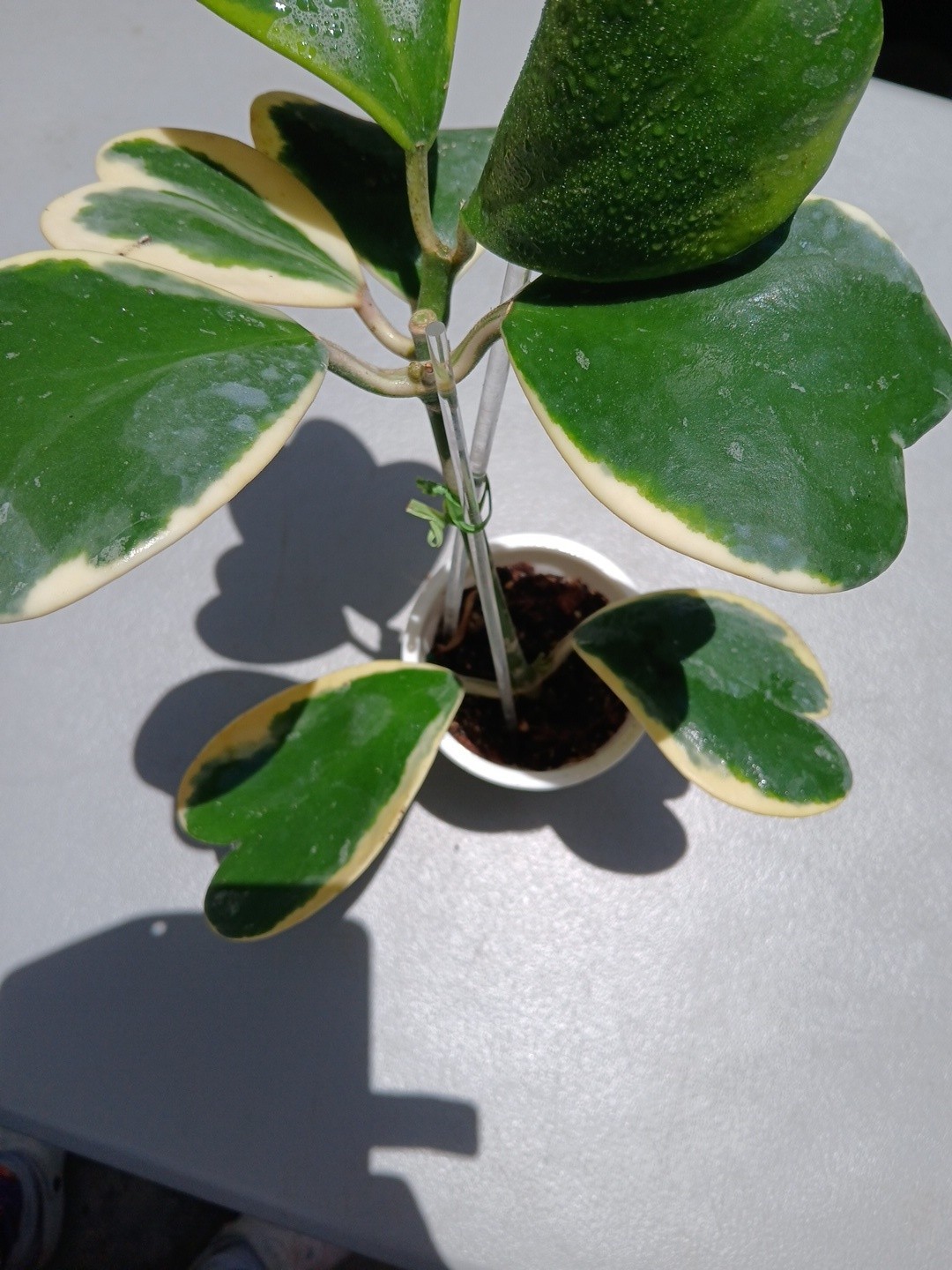 #913- HOYA KERRI VARIEGATED LIVE PLANT, LARGE LEAF, LARGE PLANT,