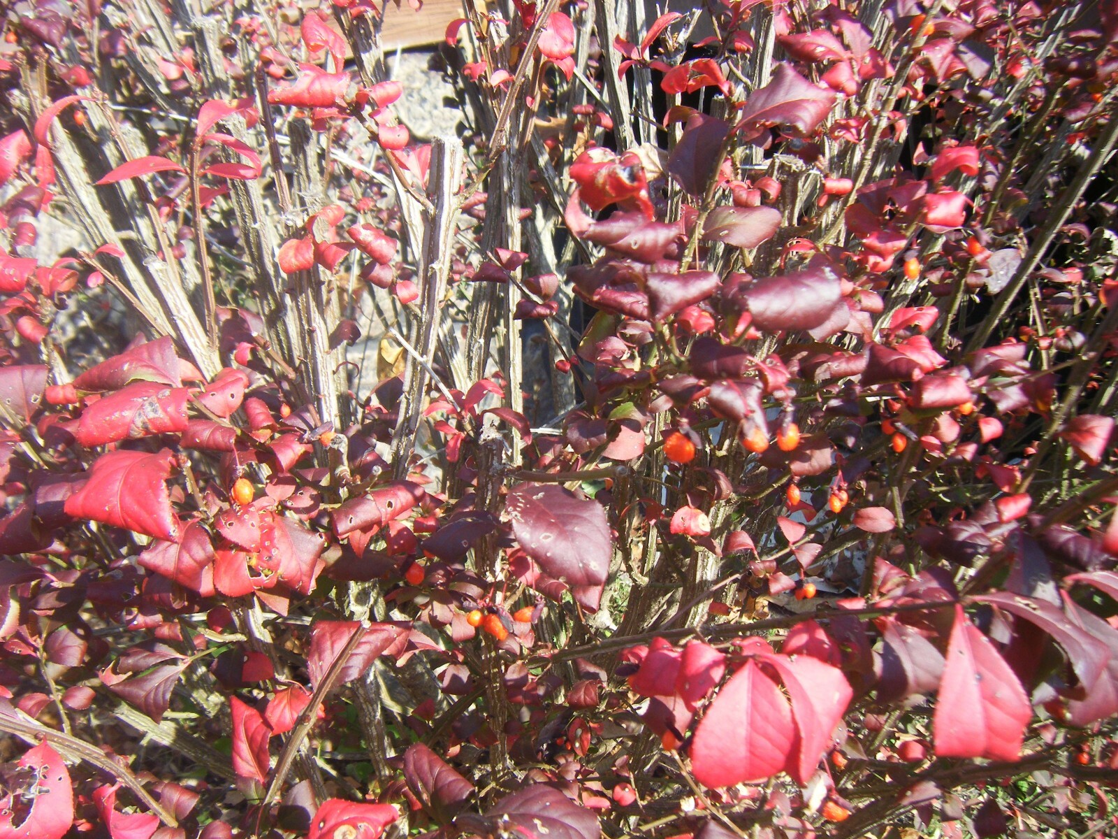 3 Red In Fall Burning Bush Shrubs Plants Beauty Heart PLANTS 5-8 INCHS TALL