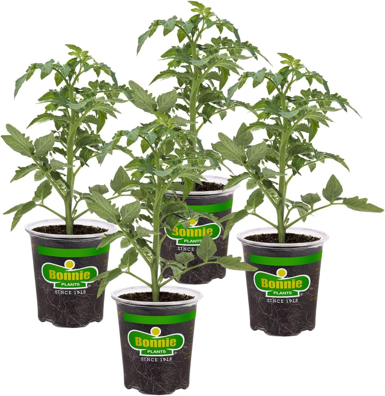 Better Bush Tomato, 19.3 Oz., 4-Pack, Live Plants