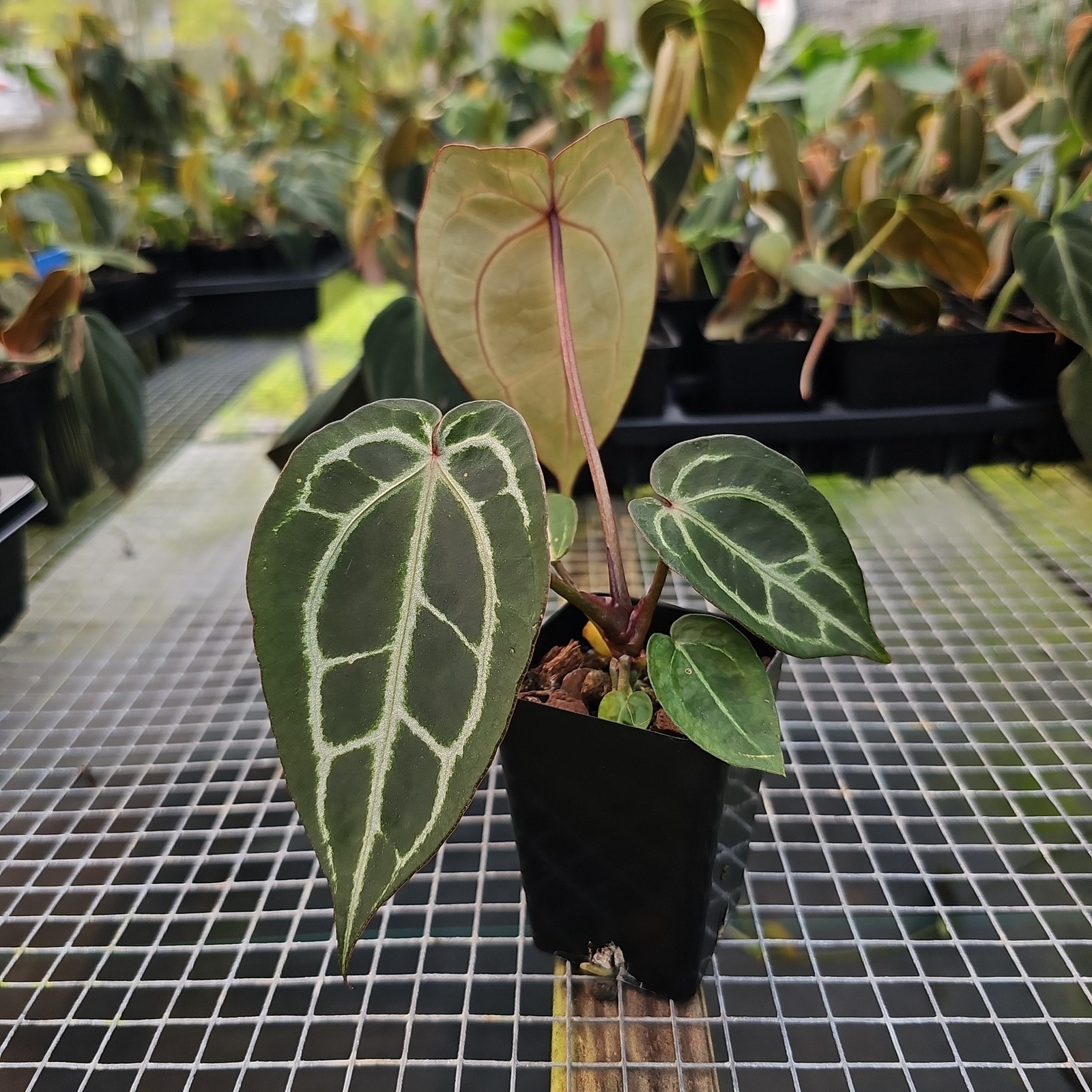 Anthurium Red Crystallinum Doc Block 2.5″ pot, Fedex 2day*