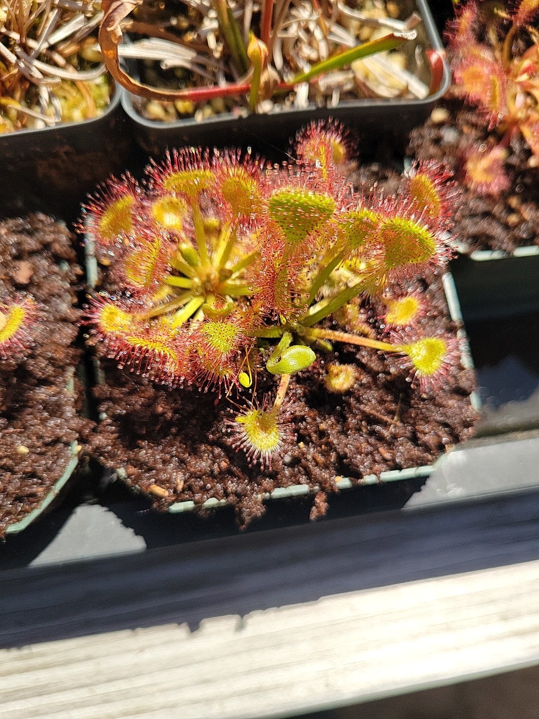 Drosera Rotundifolia ‘Rockingham County NH’ round leafed sundew potted