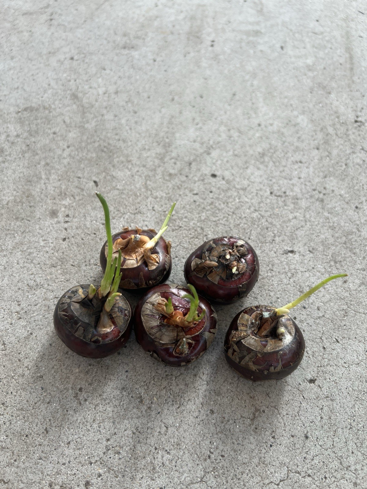 5pcs Sprouted Water Chestnut Bulbs Eleocharis Dulcis Ready to Plant