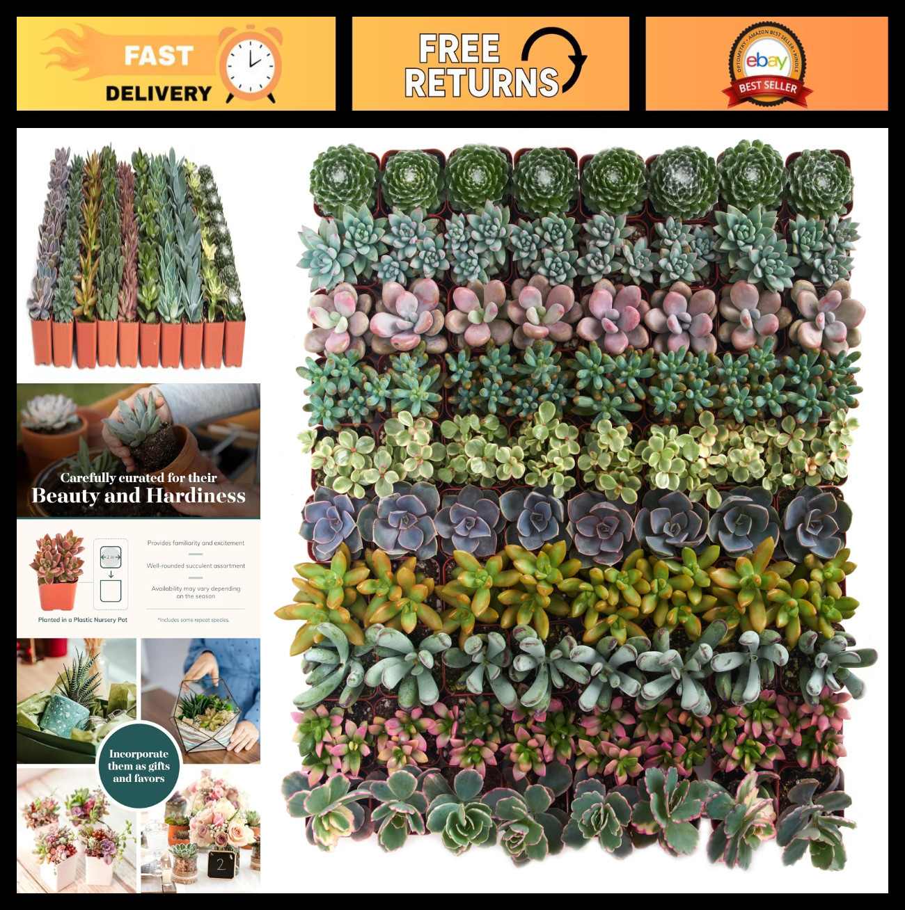 Assorted Mini Succulent Plant Pack – Live Low Maintenance Succulents, 32 Colors