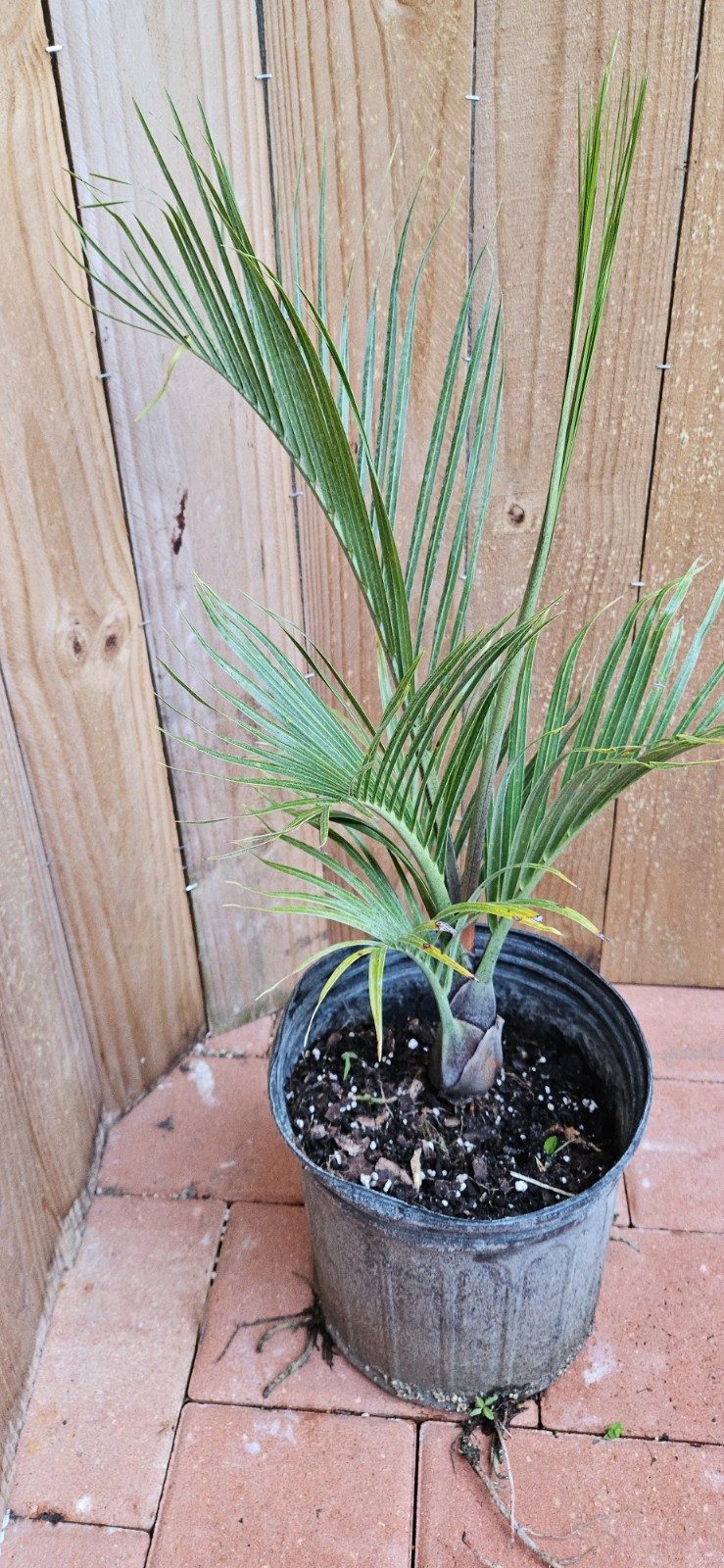 LIVE PLANT 3ft Dypsis decaryi Three sided Triangle palm Neodypsis
