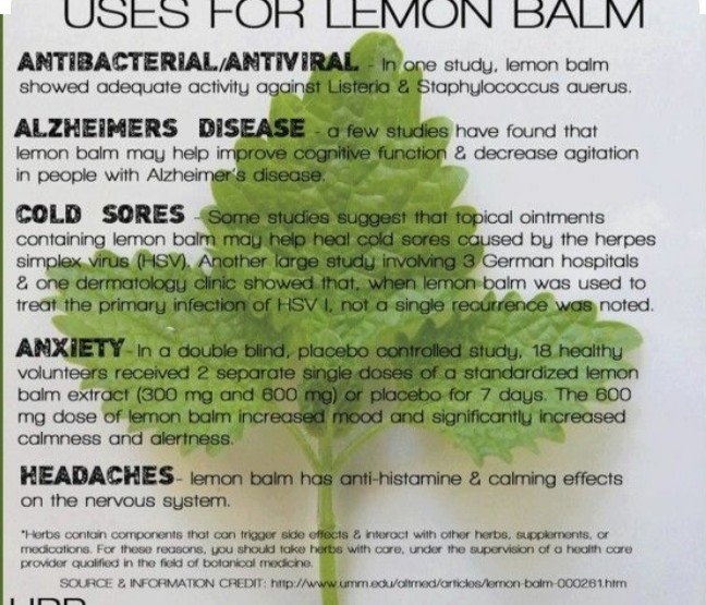 500 LEMON BALM SEEDS-Mosquito Repellent-Organic-Open Pollinated-NON GMO