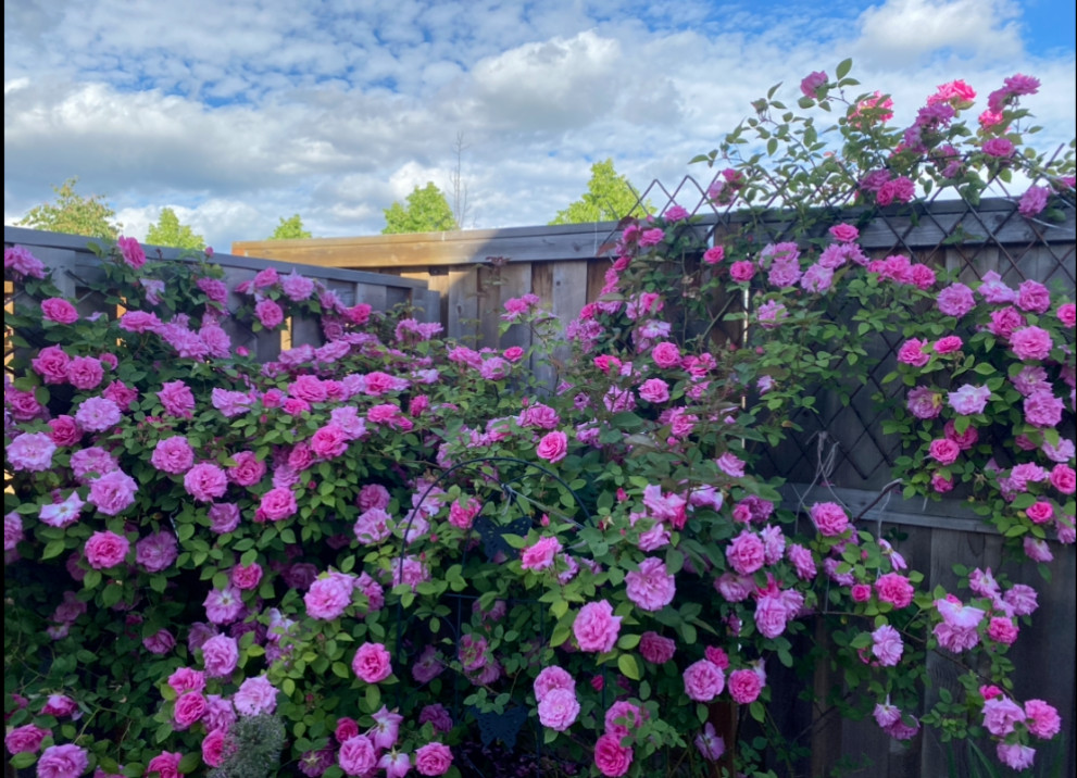 Zephirine Drouhin THORNLESS Rosa Pink Climbing Rose Own ROOTED Live Plant 6-7″
